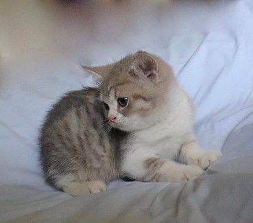 British Shorthair Kitten Chocolate And Golden Blue Tabby Pedigree