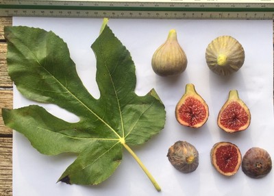 Delicious Fig T...