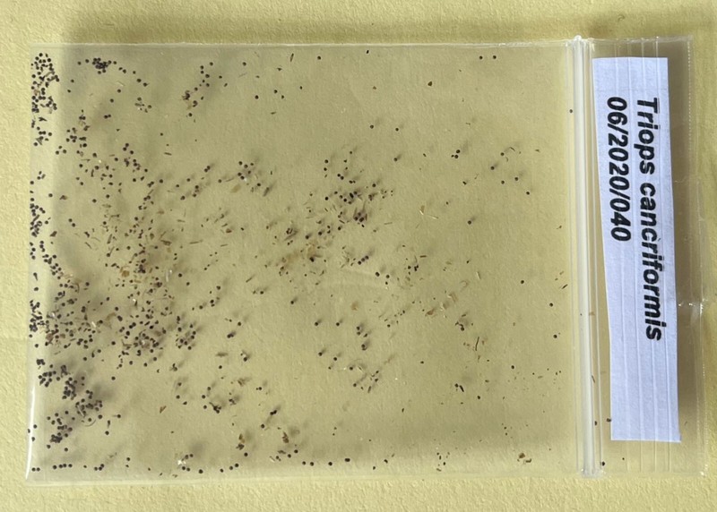 Pure Triopseier Aus Eigener Kultur 