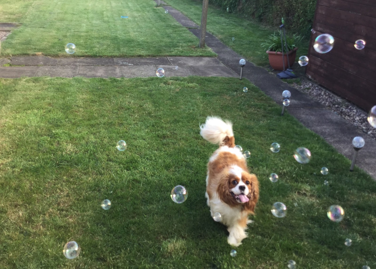 DOG Bacon Flavour Dog Bubbles Large Bottle, 500ml 702811553675 eBay