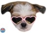 G016 Dog Cat Pet Heart Sunglasses Glasses for Small Breed up to 15lbs (Heart Pink-Pink Mirror)