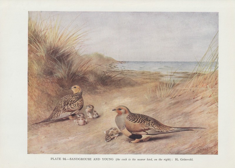 Steppenhuhn (Syrrhaptes Paradoxus) Nestlinge Impression Couleur '1930 Sandgrouse