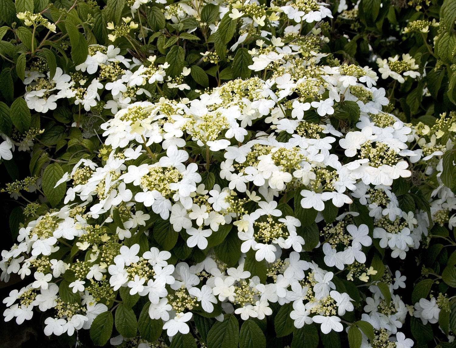 Alleghany Viburnum Shrub, 3
