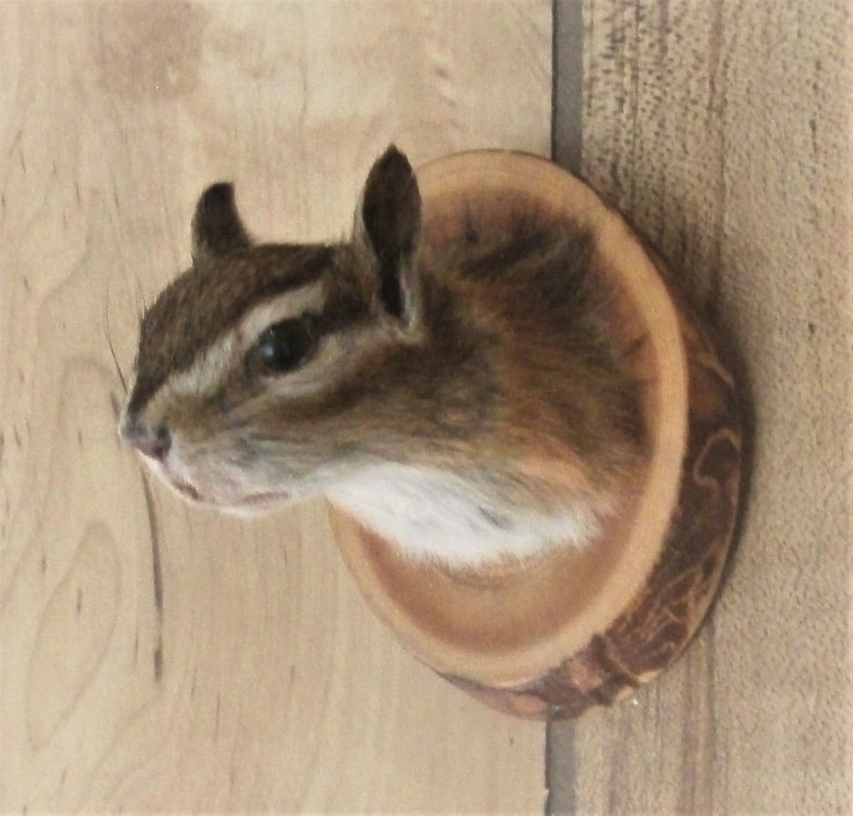 Chipmunk head mount gag gift trophy taxidermy