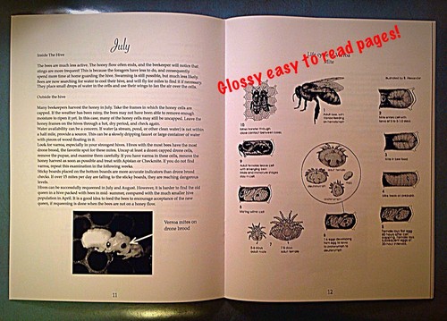 Beekeeping Monthly Guide, A Guide To Procedures ,& Questions In Beekeeping