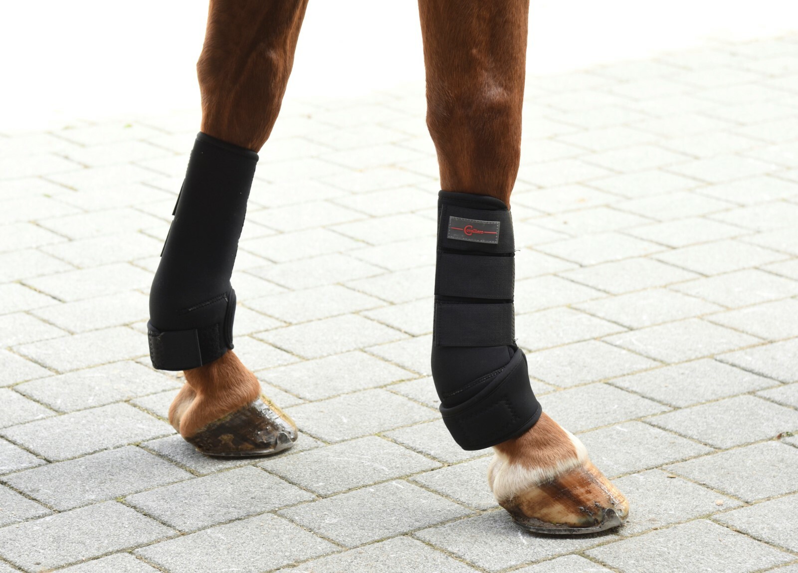 Fesselkopfgamasche 4er Set, Pony, Cob, Full, Covalliero, Fesselkopfgamaschen