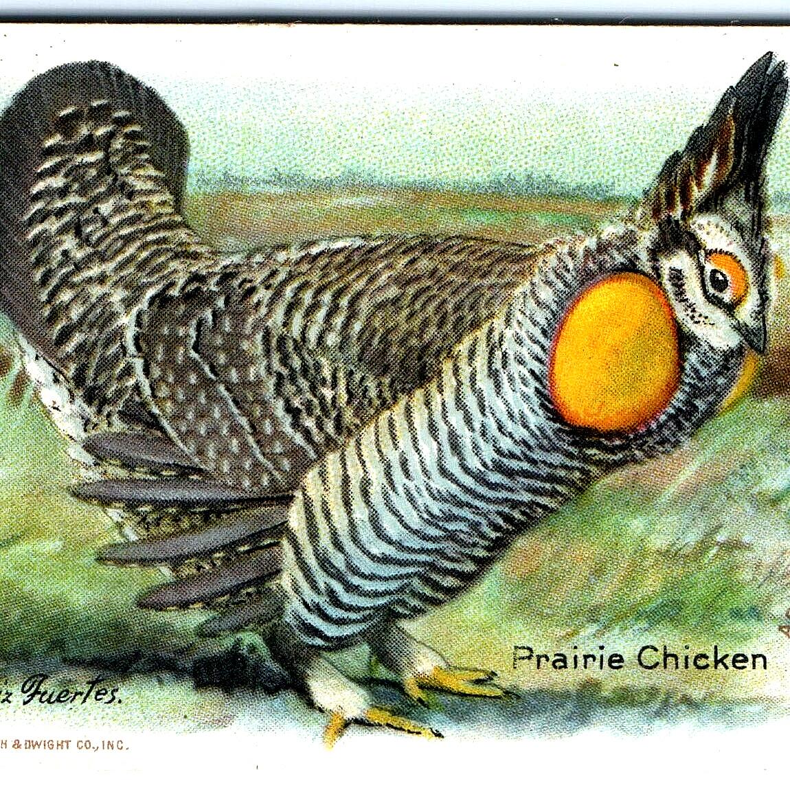 C10s Prairie Chicken Arm Hammer Baking Soda Trade Card 27 Church Dwight C1のebay公認海外通販 セカイモン