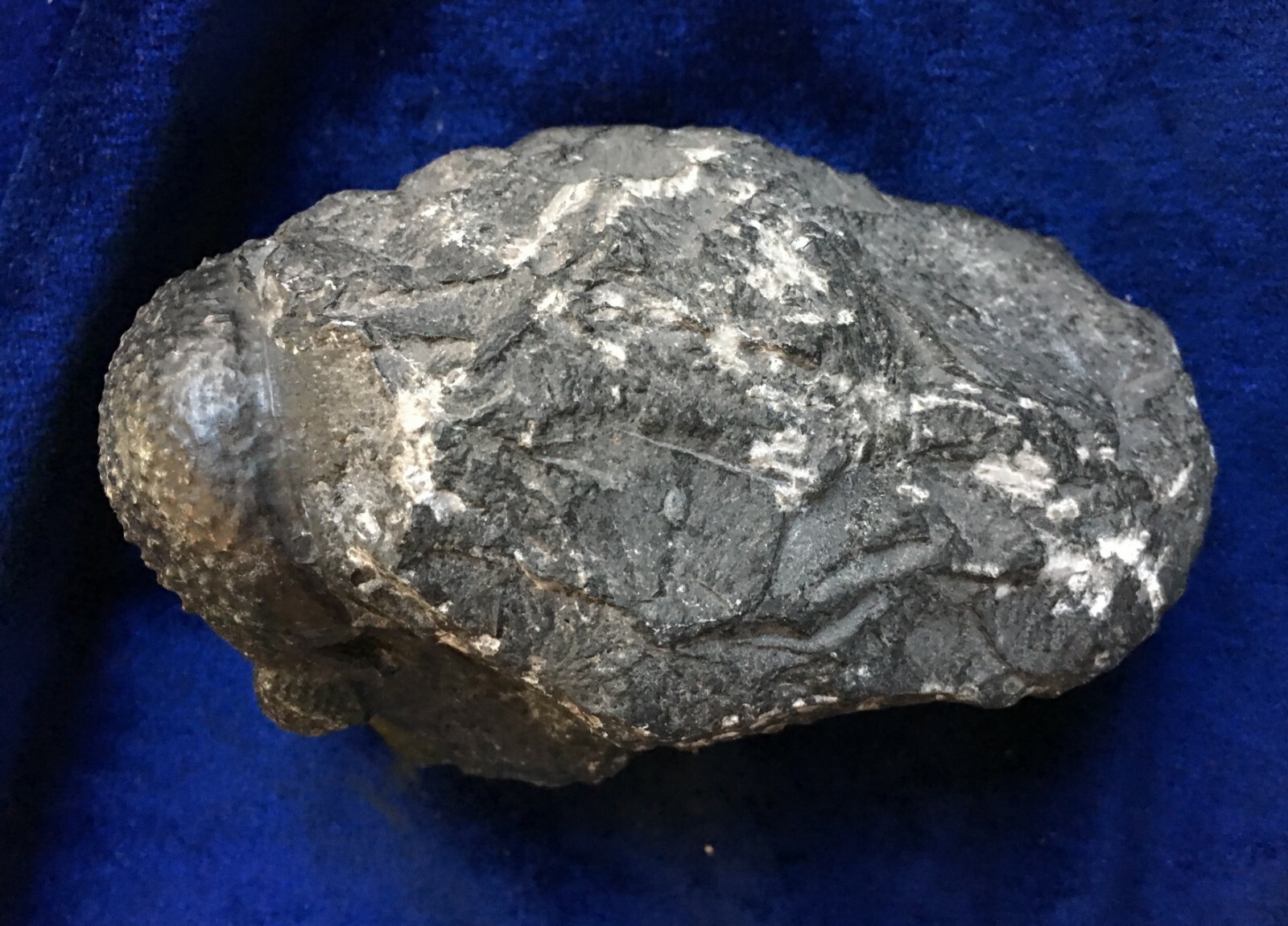 Trilobite fossil  DROTOPS ARMATUS Middle Devonian Trilobite 5 inches