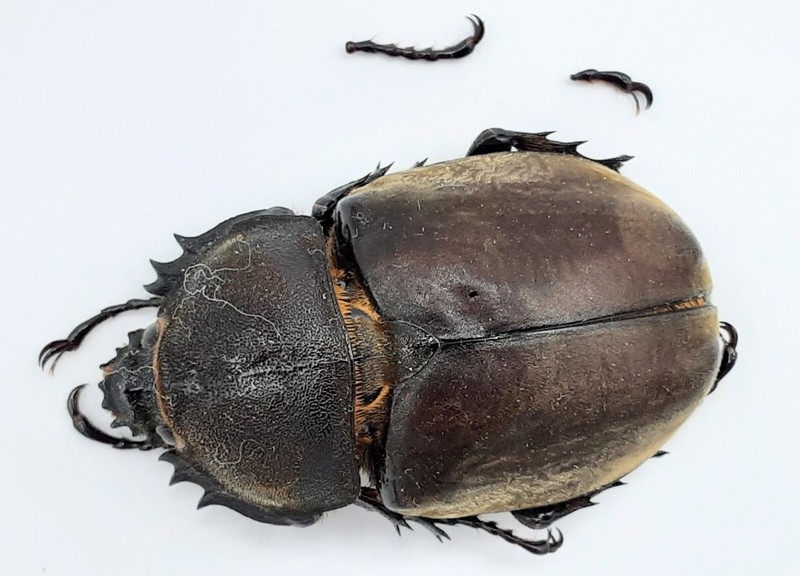 Dynastinae, Trypoxylus (Allomyrina) D. Dichotomus, Female, A1-, 47 Mm, #Ds81