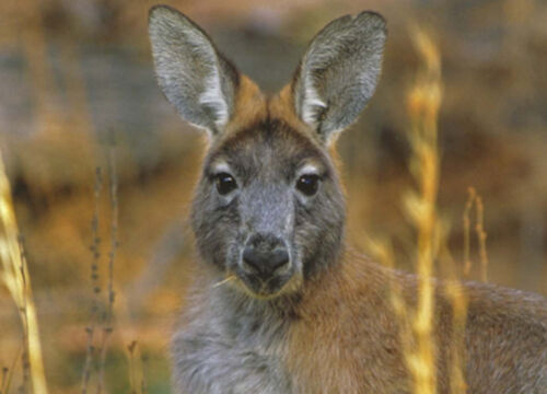 Australia Souvenir Blank Gift Card & Envelope Australian Kangaroo Head