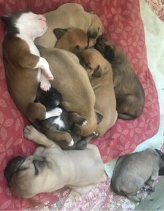 Old English Bulldog Kijiji In Alberta Buy Sell Save With