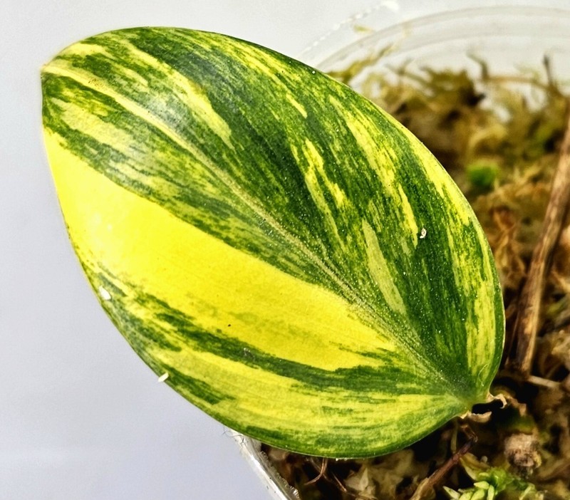 Scindapsus Rupestris Aurea Variegata - A69