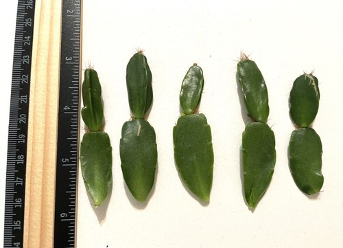 DAWN 2 Cuttings Rhipsalidopsis Hatiora Rare Easter Cactus Succul