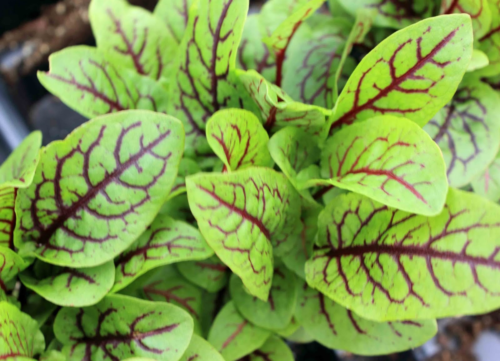 HERB SORREL RED VEINED 1.2 GRAM 1850 SEEDS eBay