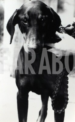 Foto vintage Animali, doberman, 1987, stampa 19 x 13 cm
