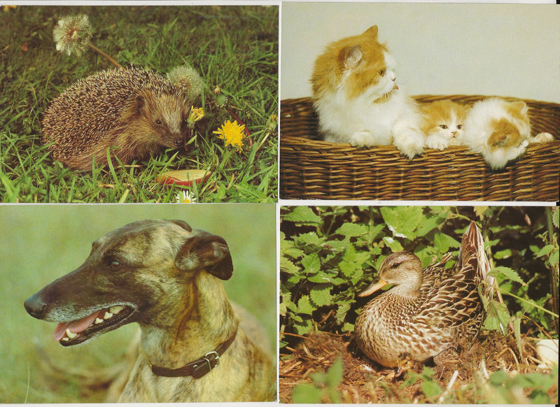60/406 Ak Mittelente Mit KÃKen Igel Blumen Katze KÃRbchen Greyhound Hund