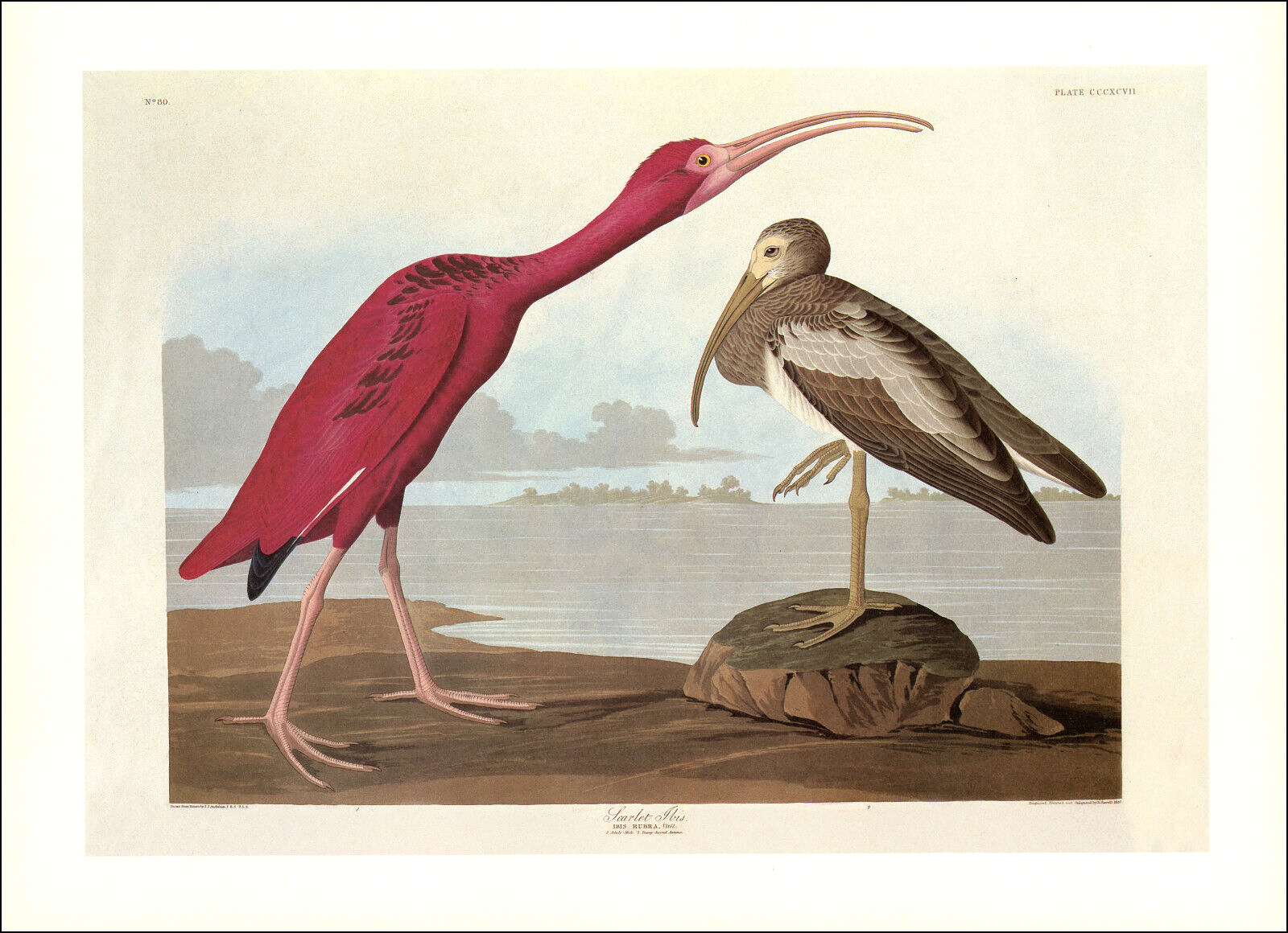 1997 Vintage Print Scarlet Ibis Bird Gulf Coast Art Illustration