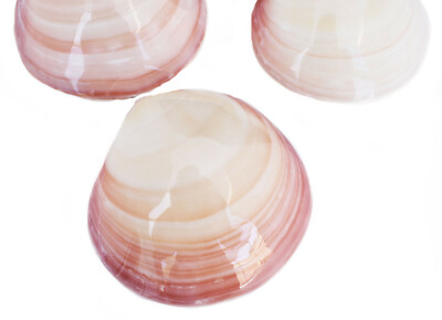 3 Polished Whole Tiger Clam Shell Pairs 3-4'' Beach Wedding Decor Coastal Crafts