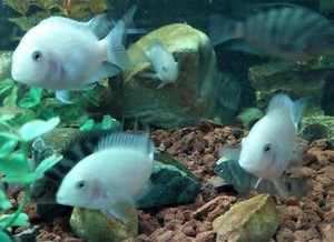Convict Cichlids for sale | Fish | Gumtree Australia Monash Area
