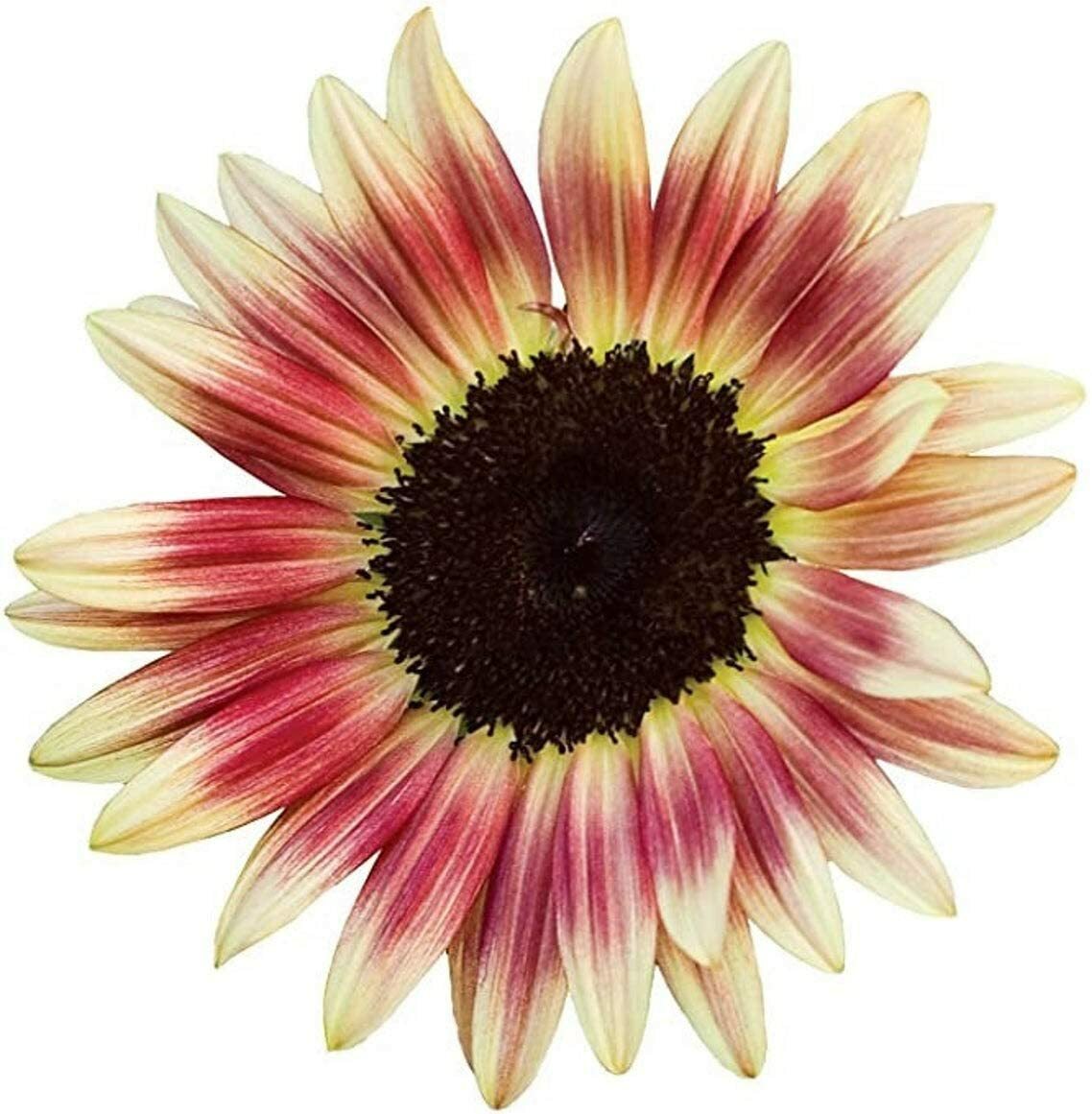 sunflower171707ページ sunflower171707ページ Procut Orange Sunflower (Not Treated