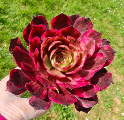 Aeonium Chanel Garnet White Pink Witch Green Witch Big Bang Meiji Rooted Plant