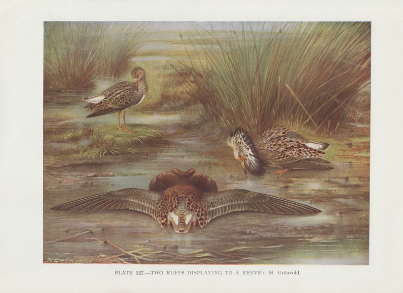 KampflÃ¤Ufer (Calidris Pugnax) ImprimÃ© En Couleur De 1930 Ruff