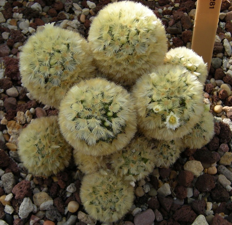 CARMEN PINCUSHION CACTUS (Mammillaria carmenae) 10 seeds eBay
