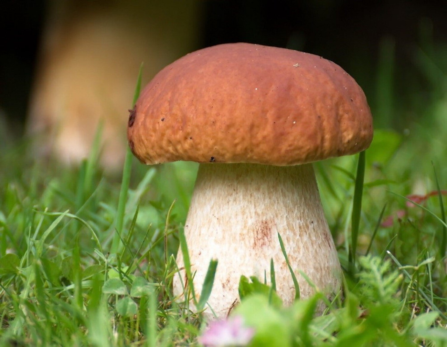Boletus edulis – белый гриб