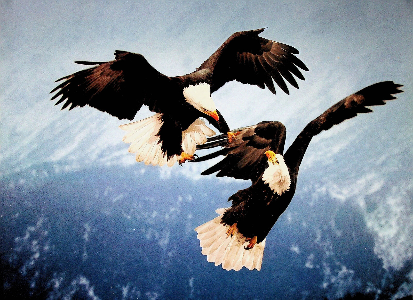 Bald Eagle Arial Fight - Wild Animal Poster 9