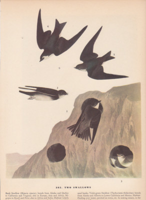 Audubon 1942 Vintage Birds #385 ''Two Swallows'' Full Color Art Plate Lithograph