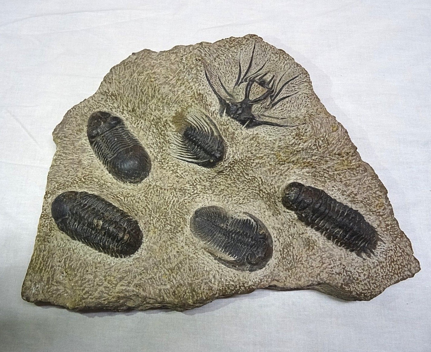 TRILOBITE FOSSIL PLATE