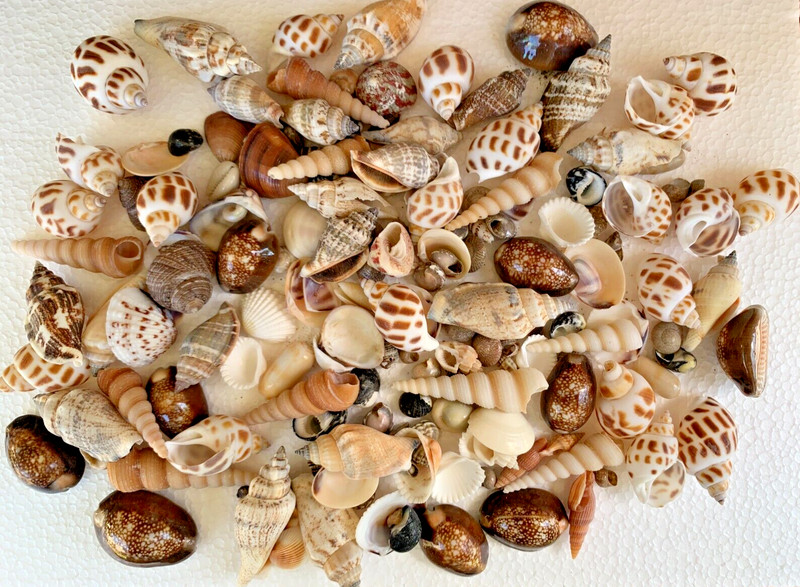 Assorted Mixed Seashells Sea Shells Best Price US Seller FREE Ship!