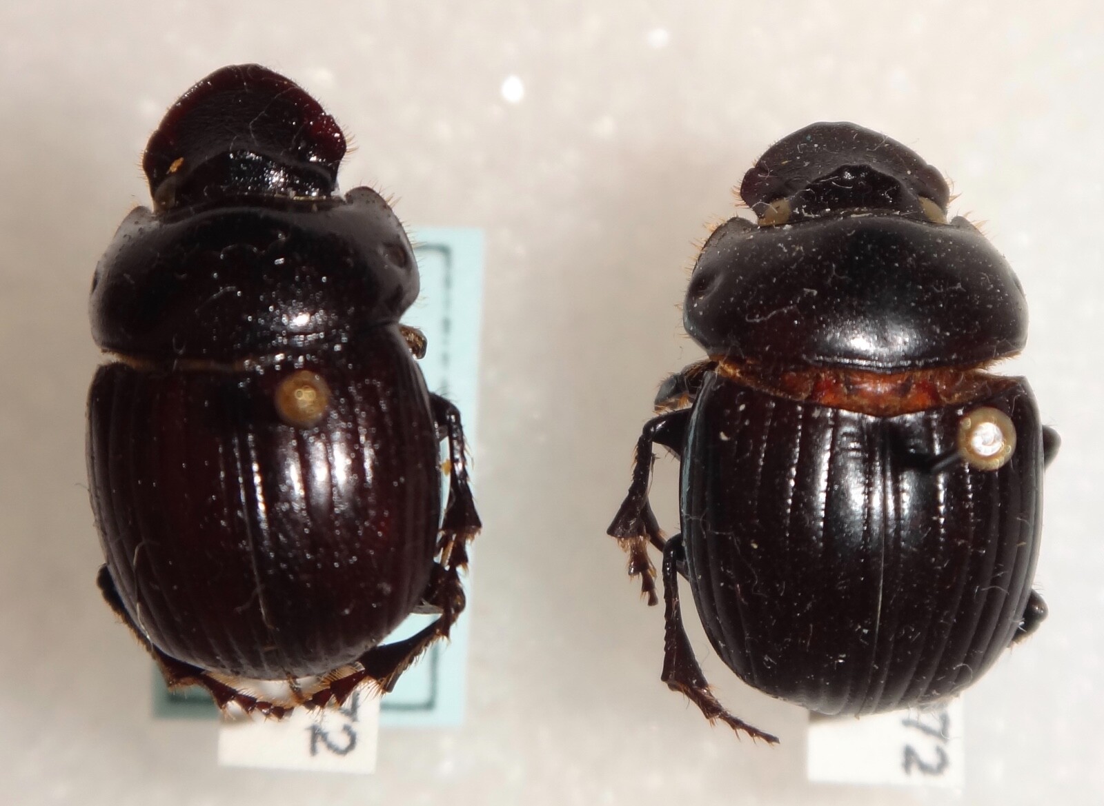 Unknown Dung Beetle Pair Colombia #DB-4 Heliocopris Copris