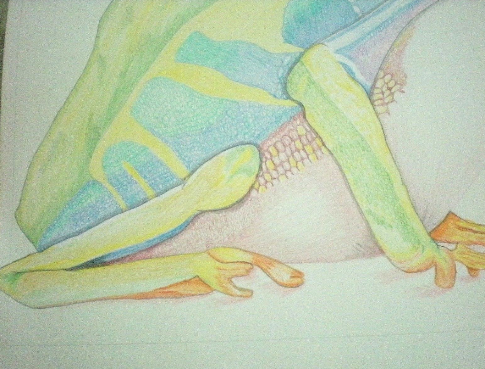 Original Artist Rendering of Red-Eyed Tree Frog Colored Pencil Signed Dated