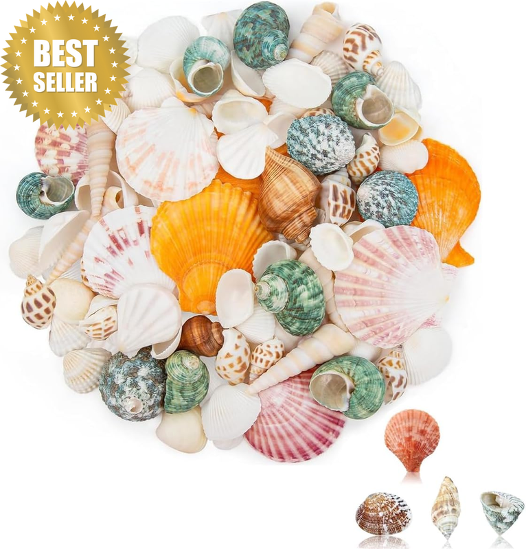 Mixed Beach Sea Shells, Natural Multi-Colour, about 180G Bulk Pack, 25-35 Pcs, f