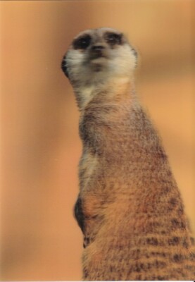 POSTCARD: 3D TYPE   ''MEERKAT''   BY AUTHENTIC CARDS 