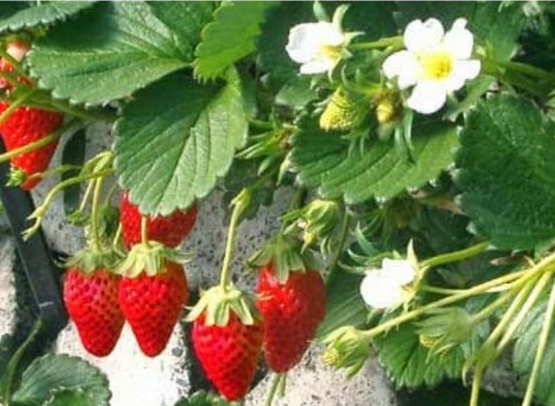 200 Graines Fraise Des Bois Des 4 Saisons Non TraitÃ©Es - Quatre Saisons