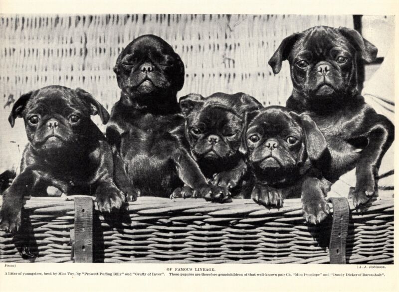 1930s Antique Pug Dog Print Wall Decor Litter of Young Pug Puppies  4799g
