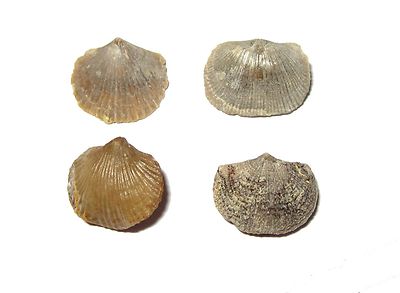 Ordovician Anthracocrinus Bromide Fm crinoid fossil Oklahoma calyx nice details