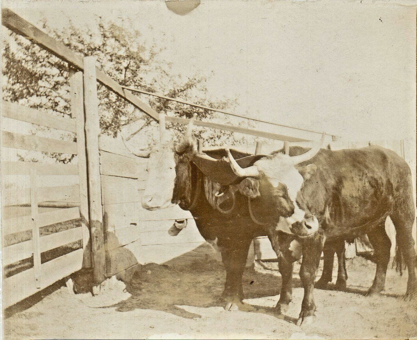 T12-73847. Early 20th c. Midcoast Maine Cabinet Photo of