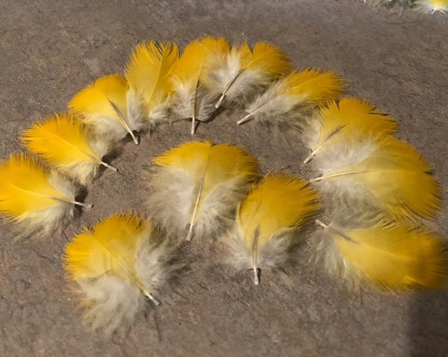 15 Yellow MACAW Parrot Feathers, 1-2”, Fly Tying, Costumes, Jewelry