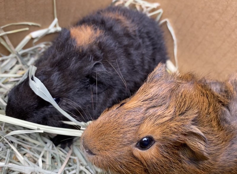 guinea pig ridgeback