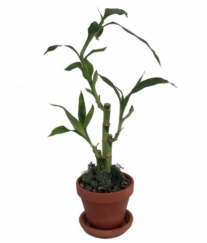 10-pc Lucky Bamboo Dracaena Sanderiana 40cm - Glücksbambus Plantes Porte-Bonheur
