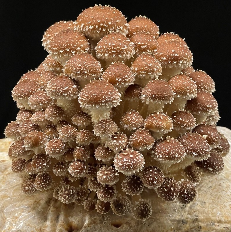 BuchenschÃ¼Ppling Pilzzuchtset Xxl Chestnut Pholiota Adiposa Gourmet Pilze