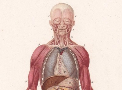 1861 HUMAN MUSCLES Print - Original Antique Wall Art - 9.25 x 5.75 Inches