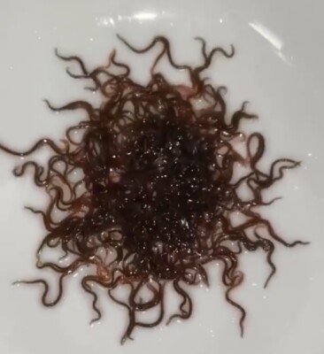 100+ct Live Blackworms free Live Arrival Guaranteed!!!