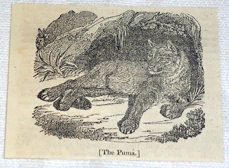1832 small magazine engraving ~ THE PUMA lying in shade 