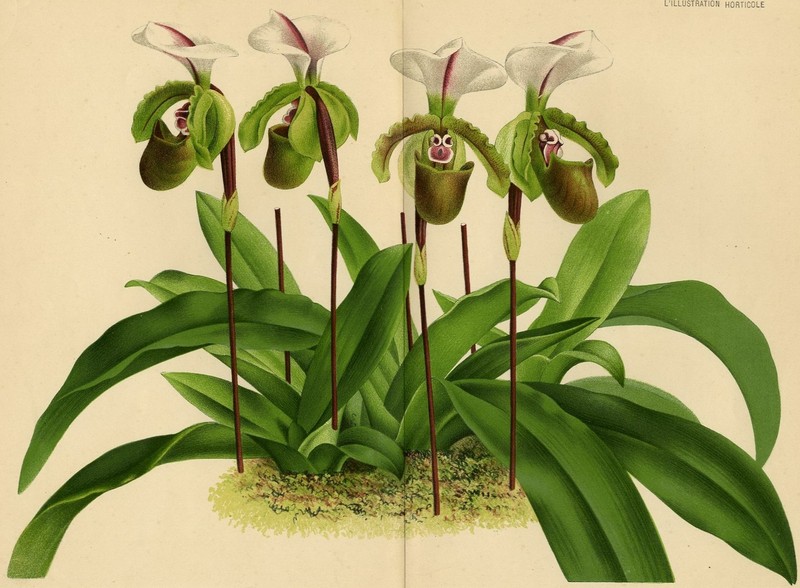 Cypripedium Spicerianum Fleu OrchidéE Botanique Linden DéCoration Lithographie