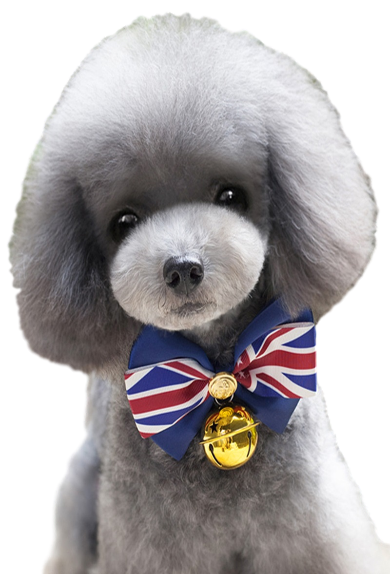 Dog Cat Bow Tie w/ Oversized Bell Royal Wedding Collar ...