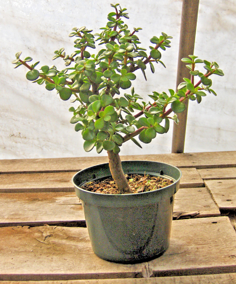 Mini Jade Bonsai 3 - 6